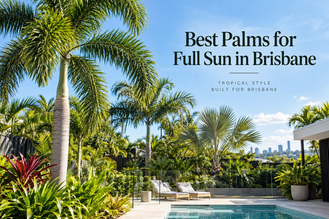 Best Palms for Full Sun in Brisbane