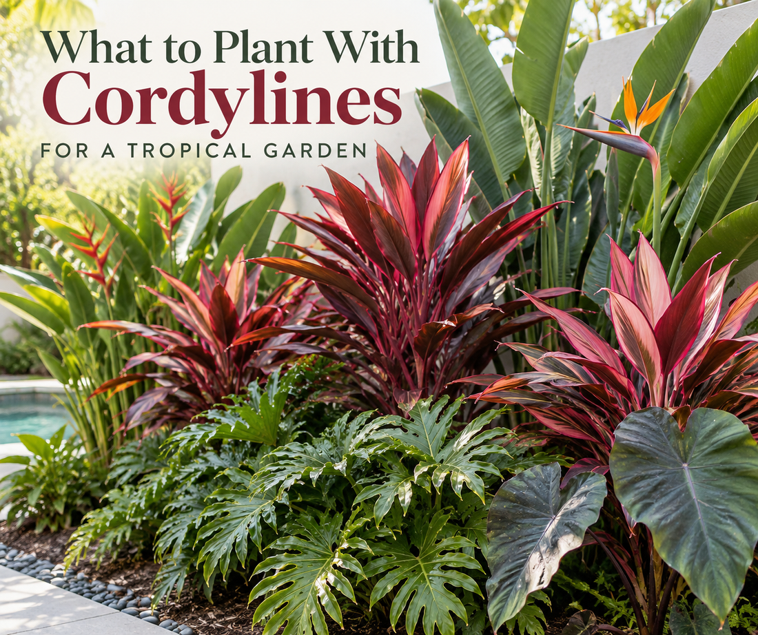 What to Plant With Cordylines for a Tropical Garden