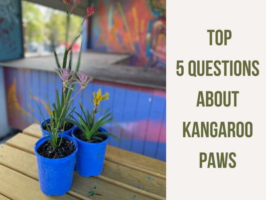 Top 5 Questions About Kangaroo Paws Answered
