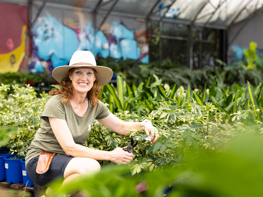 Easiest Plant to Grow this Autumn