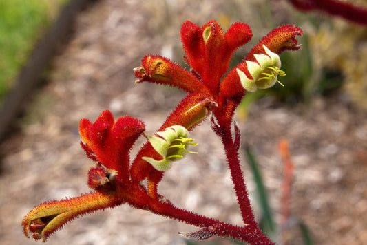 Top 5 Questions About Kangaroo Paws Answered