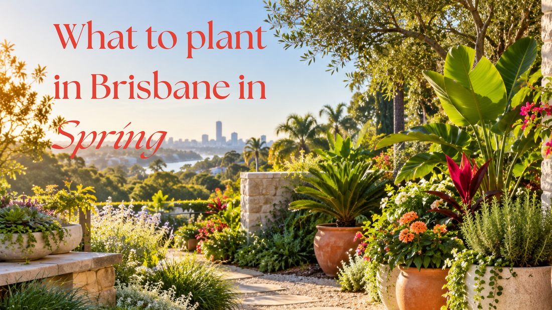 What to Plant in Brisbane in Spring