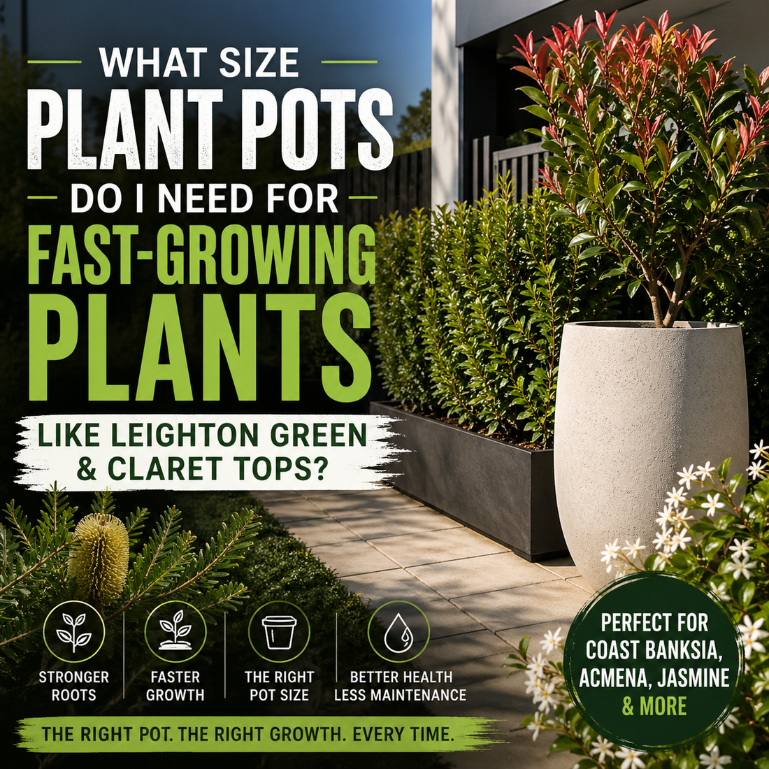 What Size Plant Pots Do I Need for Fast-Growing Plants Like Leighton Green and Claret Tops?