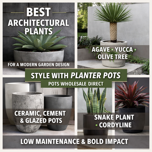 Best Architectural Plants for a Modern Garden Design