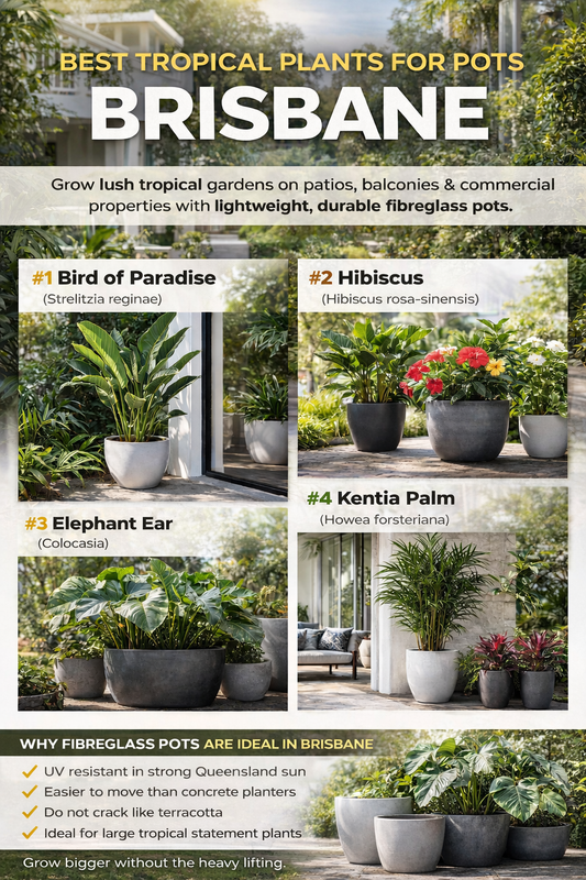 Best Tropical Plants for Pots in Brisbane