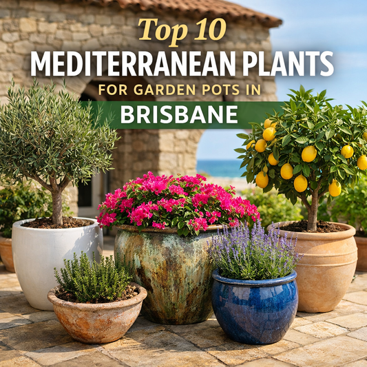 Mediterranean plants in large garden pots Brisbane including olive tree, bougainvillea and citrus in fibreglass and glazed pots