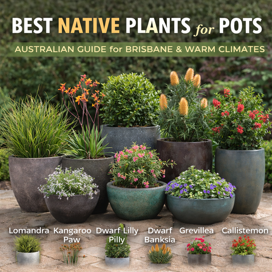 Best Native Plants for Pots Australia | Complete Guide