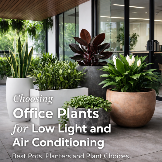 How to Choose Office Plants for Low Light and Air Conditioning
