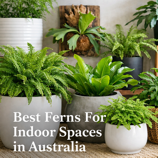 Best Ferns for Indoor Spaces in Australia