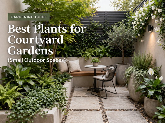 Best Plants for Courtyard Gardens (Small Outdoor Spaces)