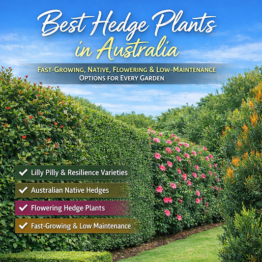 hedging plants lilly pilly