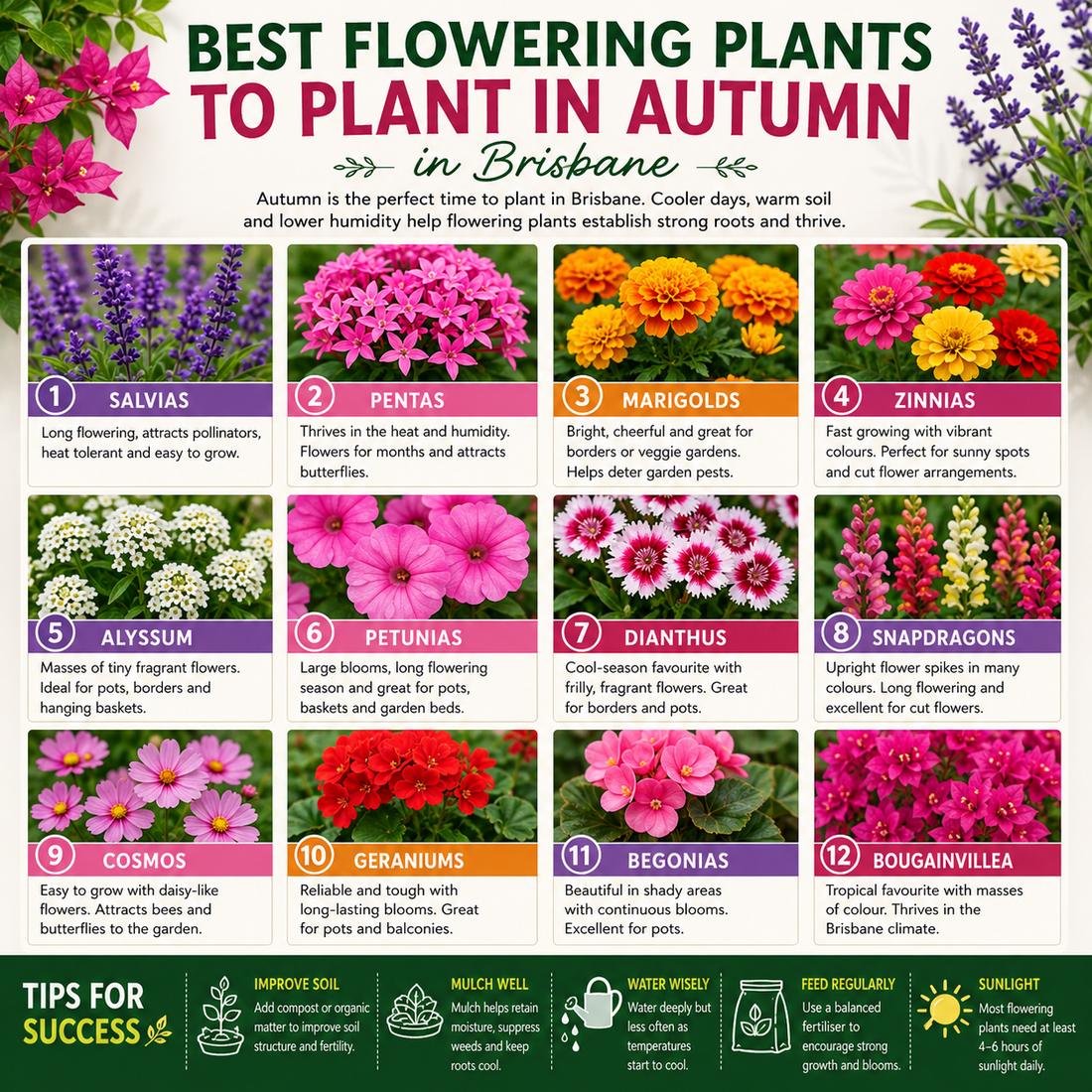 Best Flowering Plants to Plant in Autumn in Brisbane