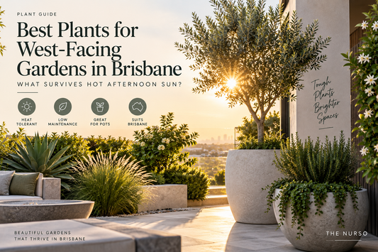 Best Plants for West-Facing Gardens in Brisbane: What Survives Hot Afternoon Sun?