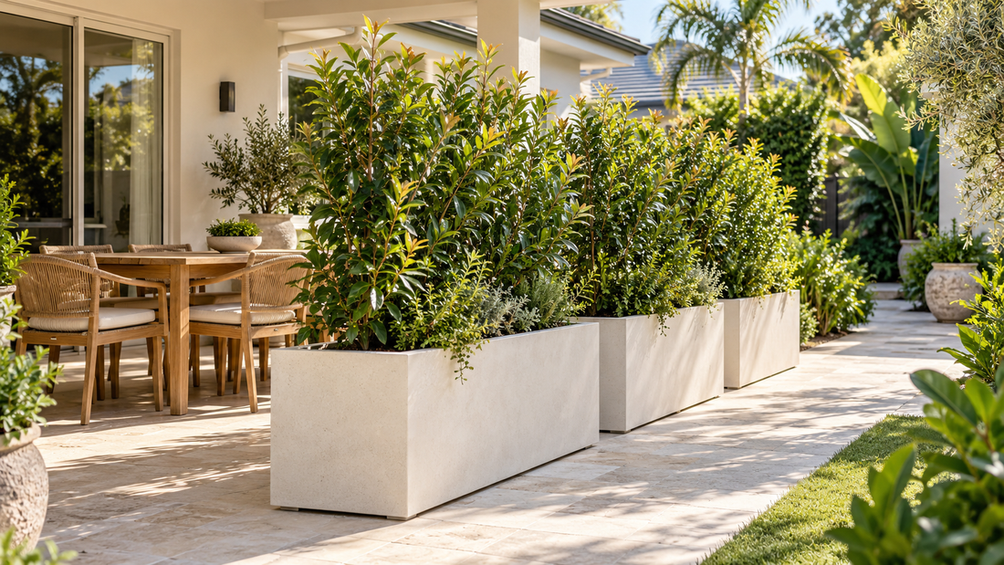 How to Use Trough Planters for Privacy and Structure