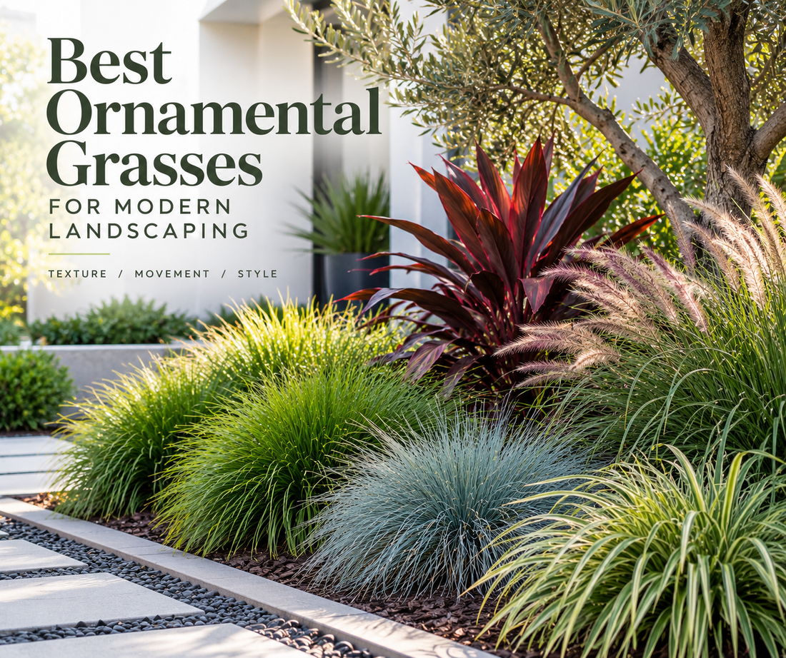 Best Ornamental Grasses for Modern Landscaping
