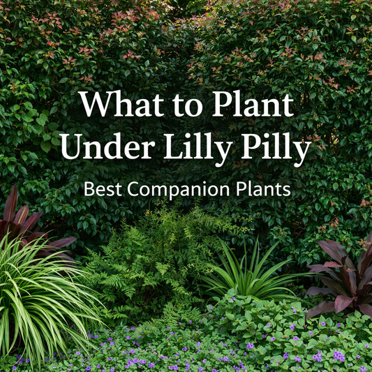 What to Plant Under Lilly Pillys?
