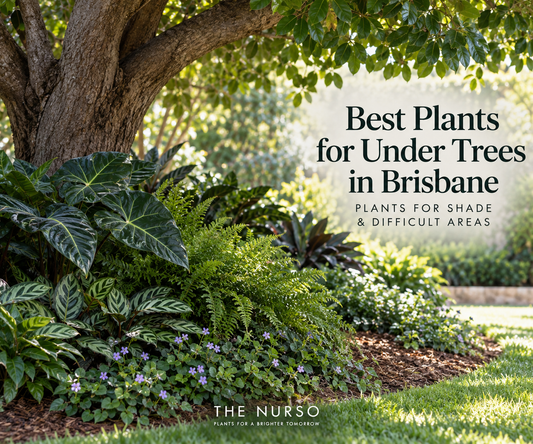Best Plants for Under Trees in Brisbane: Plants for Shade &amp; Difficult Areas