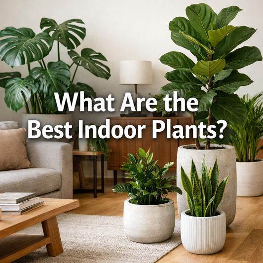 What Are the Best Indoor Plants?