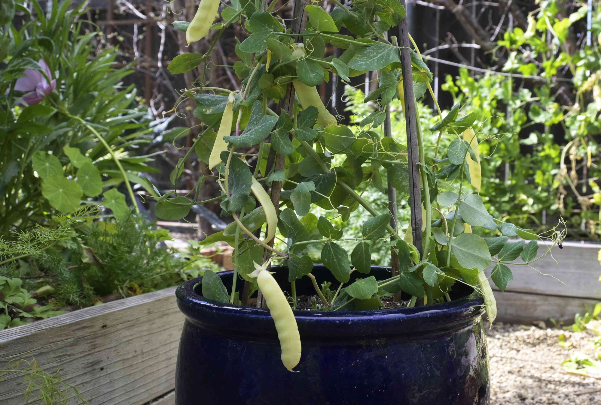 Easiest Plant to Grow this Autumn