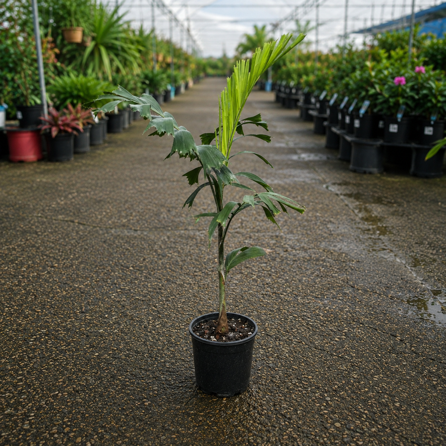 Foxtail Palm (Wodyetia bifurcata) in a pot, showcasing its bushy, feathery fronds and slender trunk, healthy and vibrant.