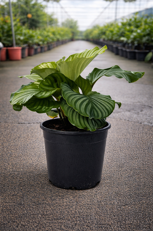 Healthy Calathea orbifolia plant from The Nurso with large, round green leaves featuring silver and light green patterns.