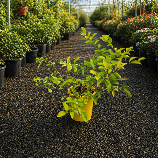 Golden Duranta Duranta erecta ‘Sheena’s Gold’ shrub with vibrant yellow-green leaves, cultivated by The Nurso.