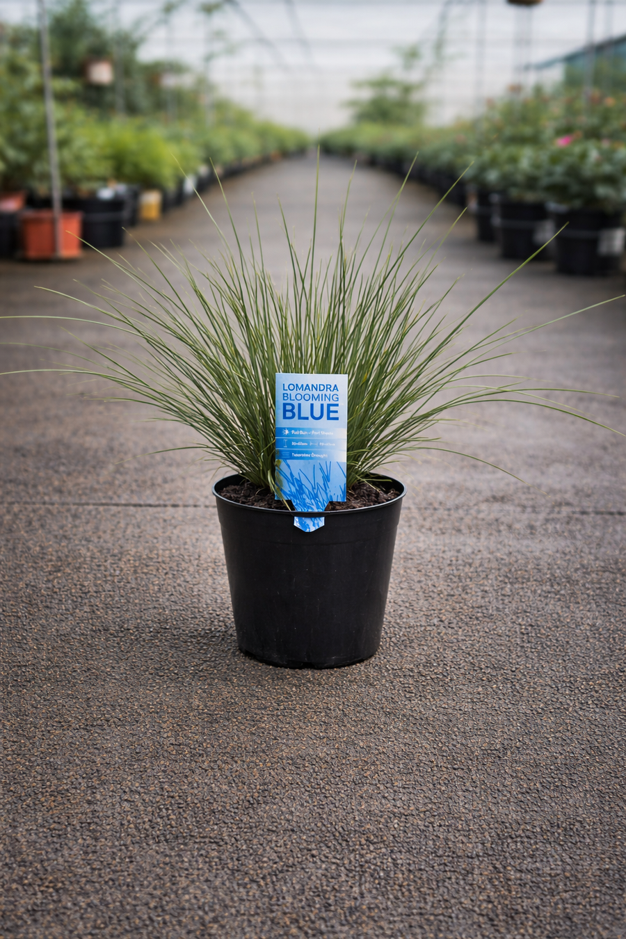 Lomandra confertifolia ‘Blooming Blue’ mat rush plant with long, slender bluish-green leaves and small flower clusters