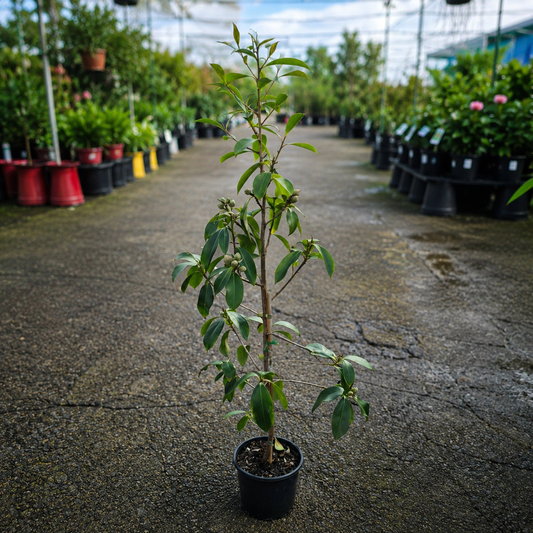 Evergreen Gordonia ‘Silk Screen’ shrub by The Nurso with glossy dark green leaves and white flower clusters in bloom.