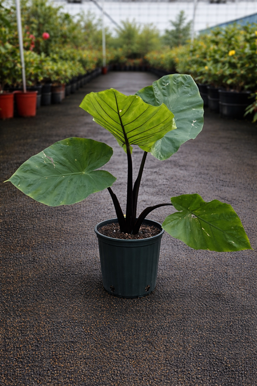 Dark Star Alocasia Elephant Ear plant by The Nurso with large, dark green, glossy leaves and prominent veining.