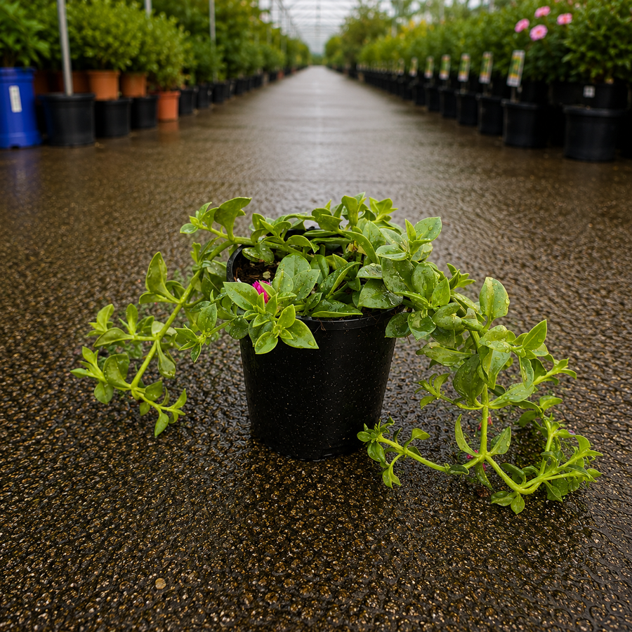 Aptentia Baby Sunrose succulent plant from The Nurso with vibrant green leaves and small pink flowers in a pot.