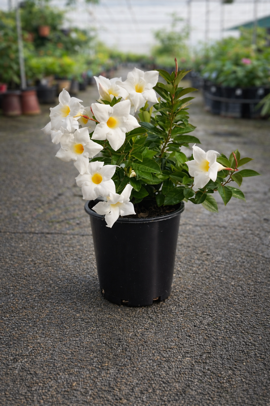 Bright white Mandevilla plant from The Nurso with lush green foliage and vibrant white flowers in a garden setting.
