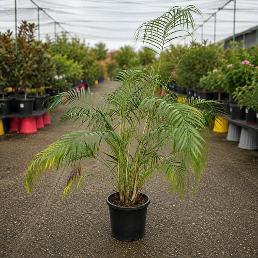 Dypsis albofarinosa (White Mealy Palm) by The Nurso showing lush green fronds and white mealy coating on the leaves.