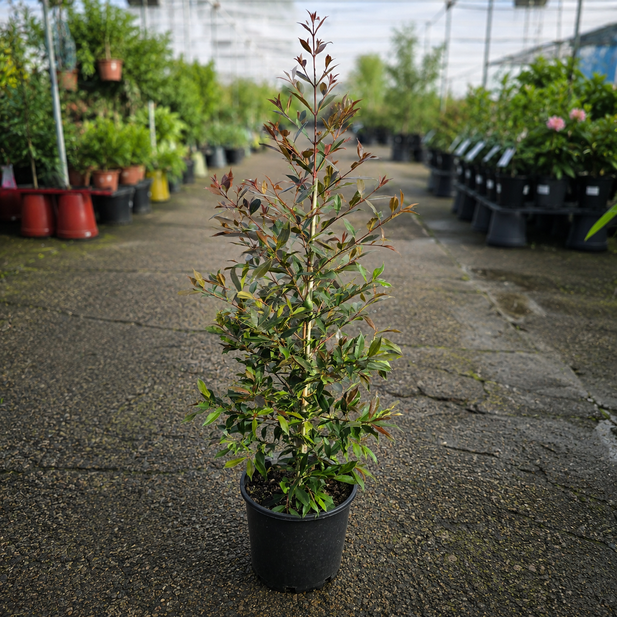 Lilly Pilly Plum Magic from The Nurso, vibrant purple and green bush with lush foliage and edible berries.