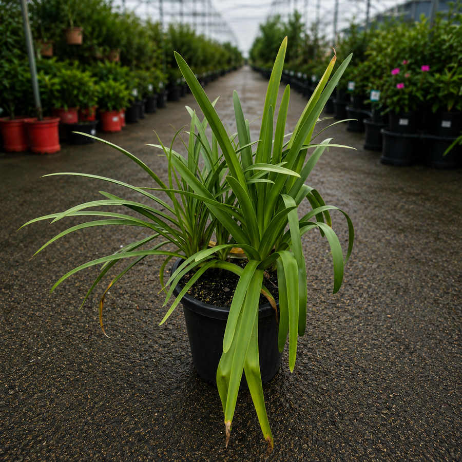 Agapanthus praecox 'Blue' (Blue Agapanthus)