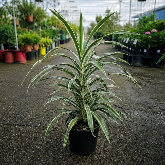 Dracaena deremensis