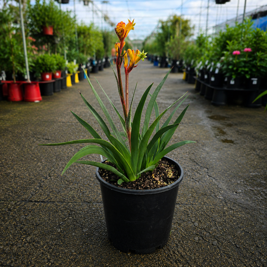 Bright red and orange Anigozanthos ‘Bush Fire’ Kangaroo Paw plant from The Nurso, showcasing its vibrant flower and green foliage.