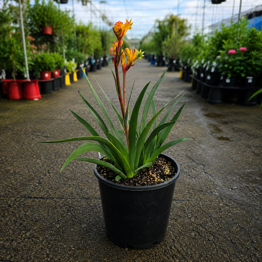 Bright red and orange Anigozanthos ‘Bush Fire’ Kangaroo Paw plant from The Nurso, showcasing its vibrant flower and green foliage.