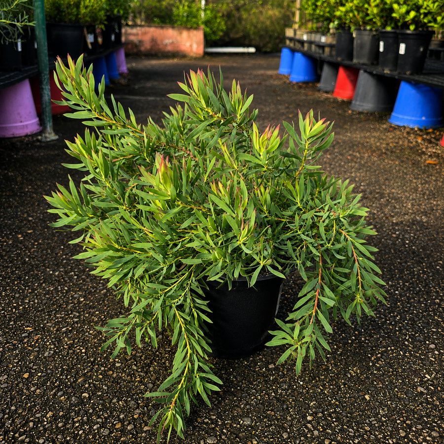 Leucadendron ‘Cheeky’ cone bush with vibrant green and reddish foliage, decorative shrub from The Nurso.