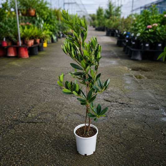 Fried Egg Tree (Gordonia axillaris) shrub with glossy green leaves and white flowers, displayed in a garden setting.