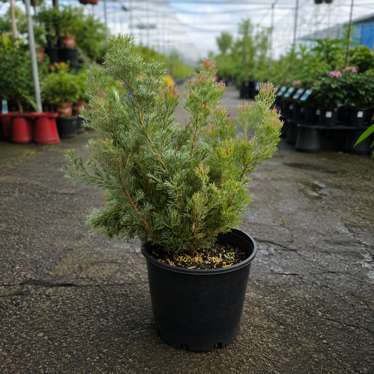 Adenanthos sericeus ‘Lighthouse’ (Woolly Bush)