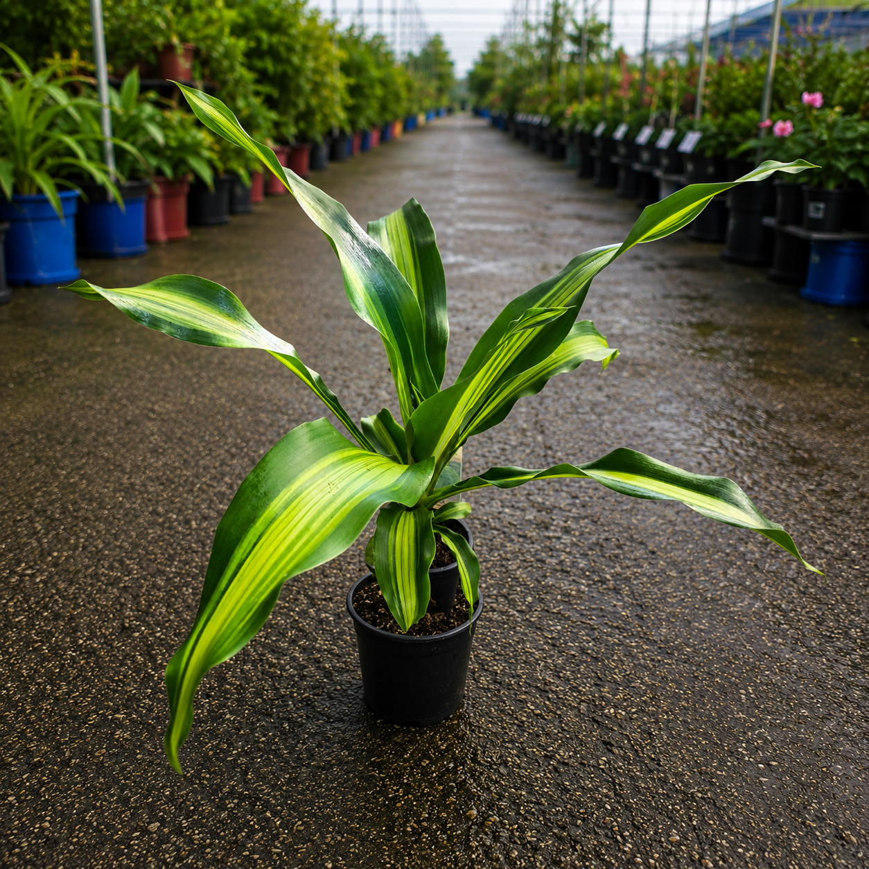 Dracaena 'Gold Cord'