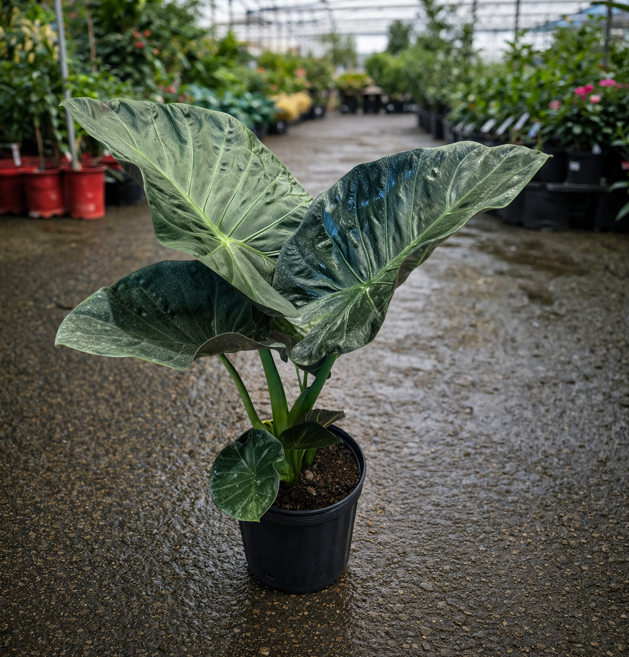 Alocasia ‘Regal Shield’ by The Nurso, showcasing large, glossy, arrow-shaped green leaves with prominent white veins.