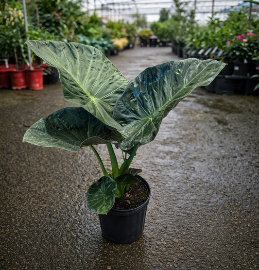 Alocasia ‘Regal Shield’ by The Nurso, showcasing large, glossy, arrow-shaped green leaves with prominent white veins.