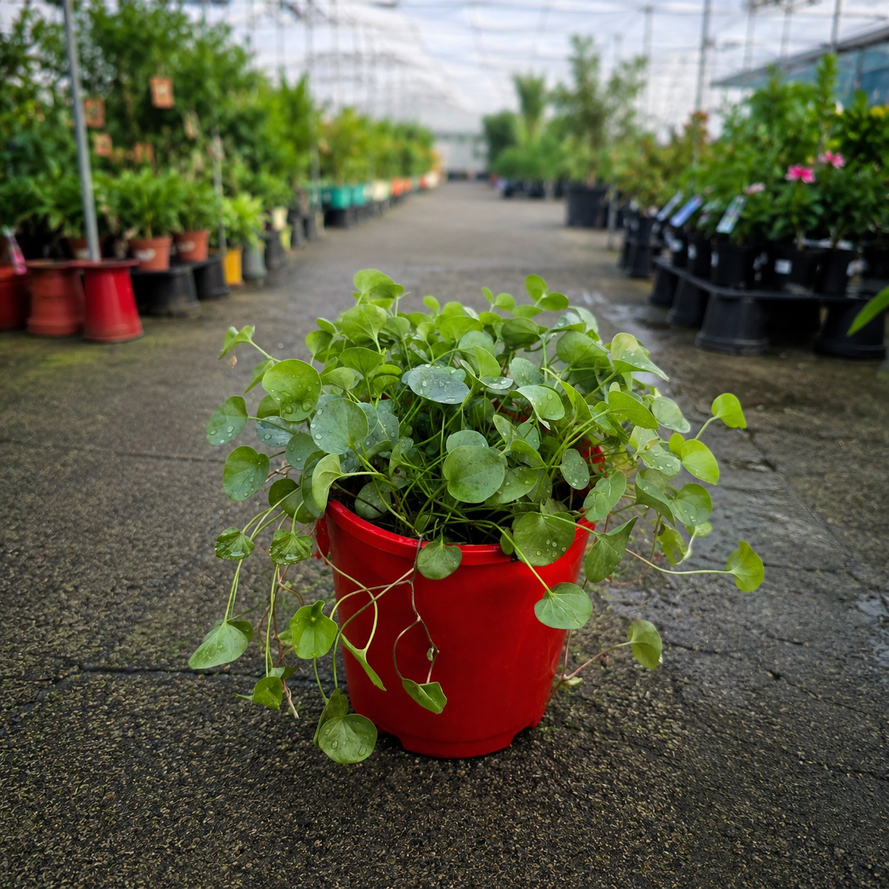 Dichondra repens Kidney Weed plant by The Nurso with lush green, low-growing leaves perfect for ground cover.