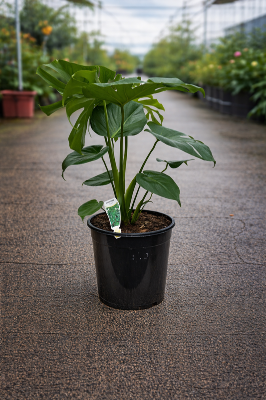 Close-up of Monstera Tauerii plant by The Nurso, showing large, variegated green leaves with distinctive fenestrations.