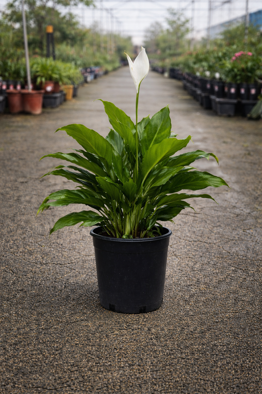 Healthy Spathiphyllum Sweet Romano houseplant by The Nurso with lush green leaves in a stylish pot.