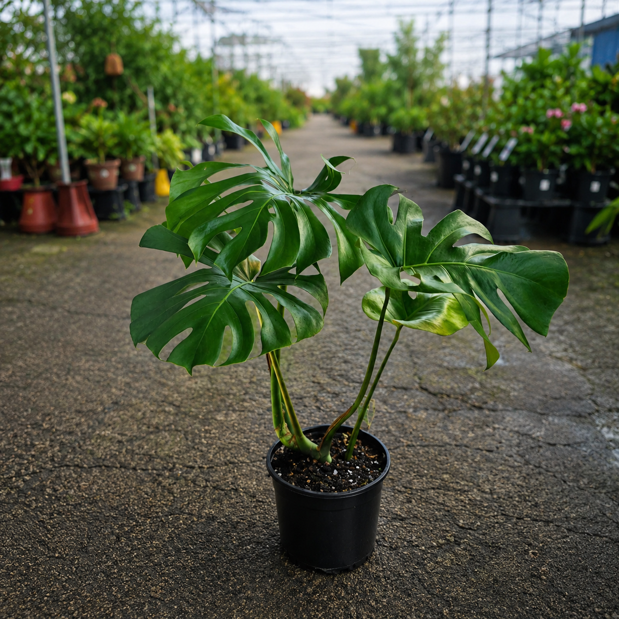 Monstera deliciosa 'Tauerii' (Tauerii Monstera)