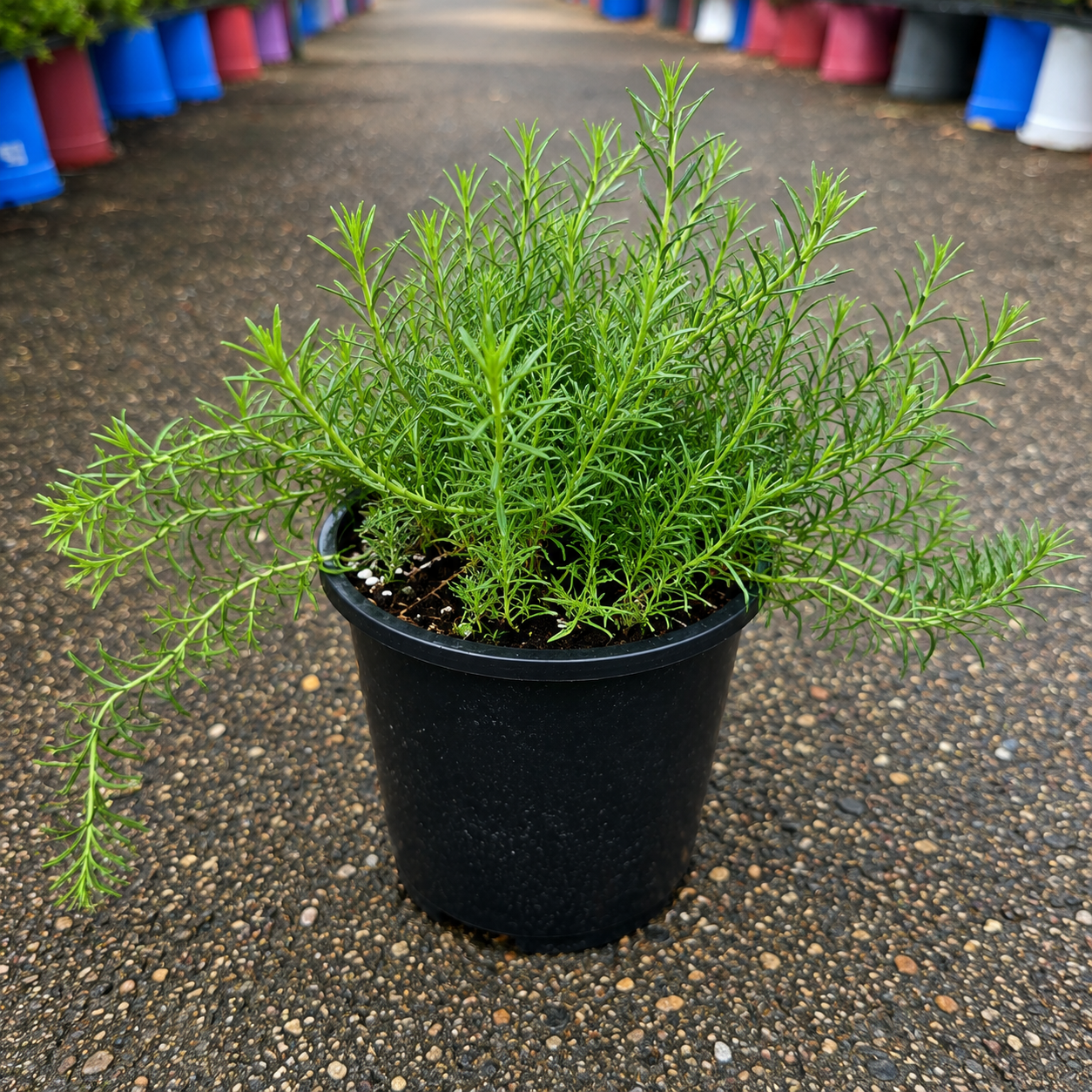 Myoporum Fine Leaf White plant from The Nurso with slender green leaves and white flowers, shown in a close-up view.