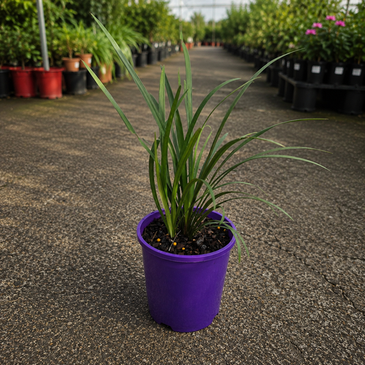 Liriope Evergreen Giant plant from The Nurso, showcasing lush green grass-like foliage and dense growth.
