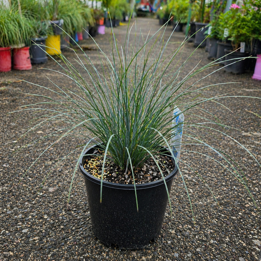 Lomandra confertifolia ‘Blooming Blue’ Mat Rush plant with blue-green foliage and flowering spikes, from The Nurso.